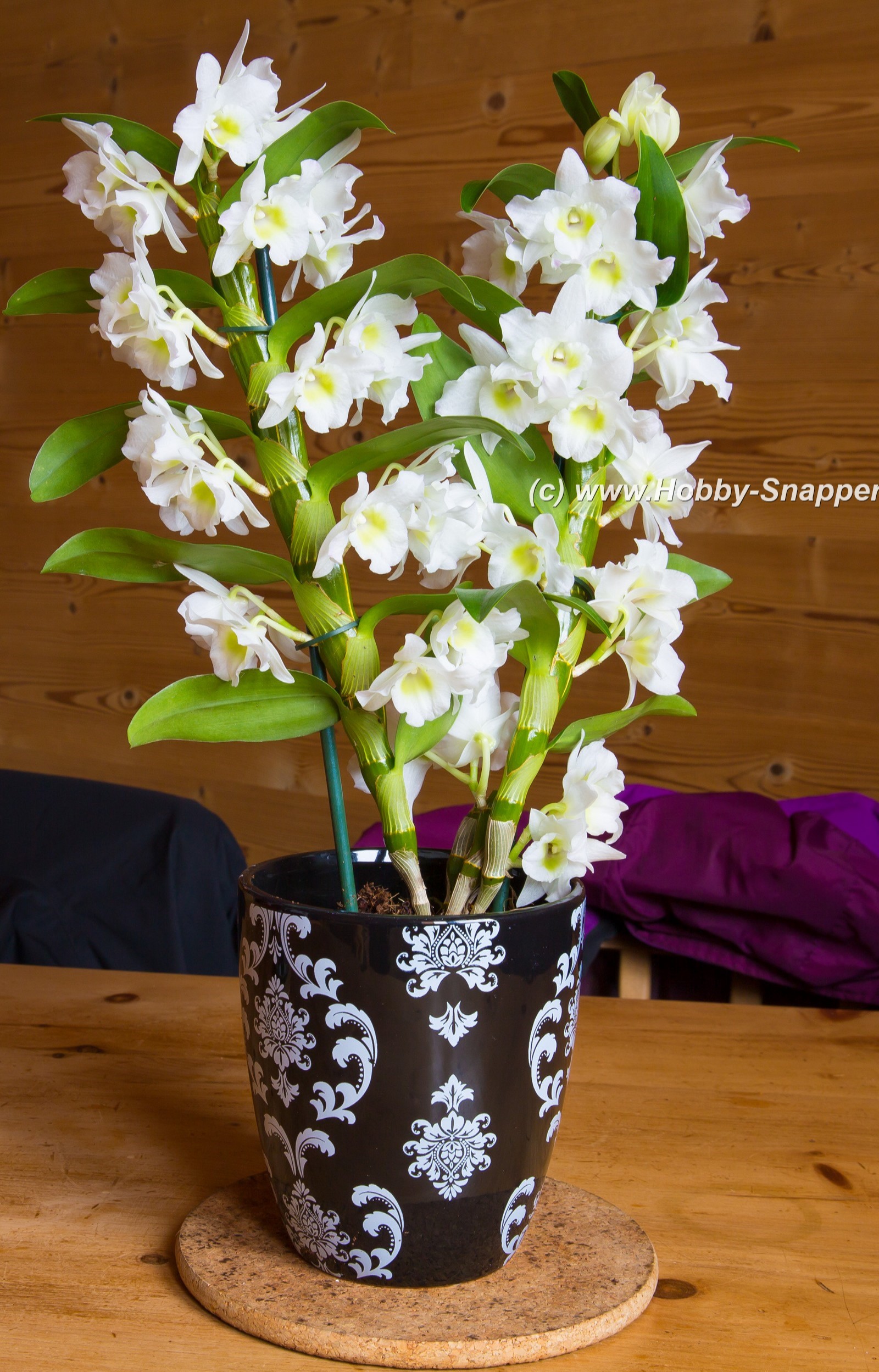 Photo Image Of: A lovely house plant