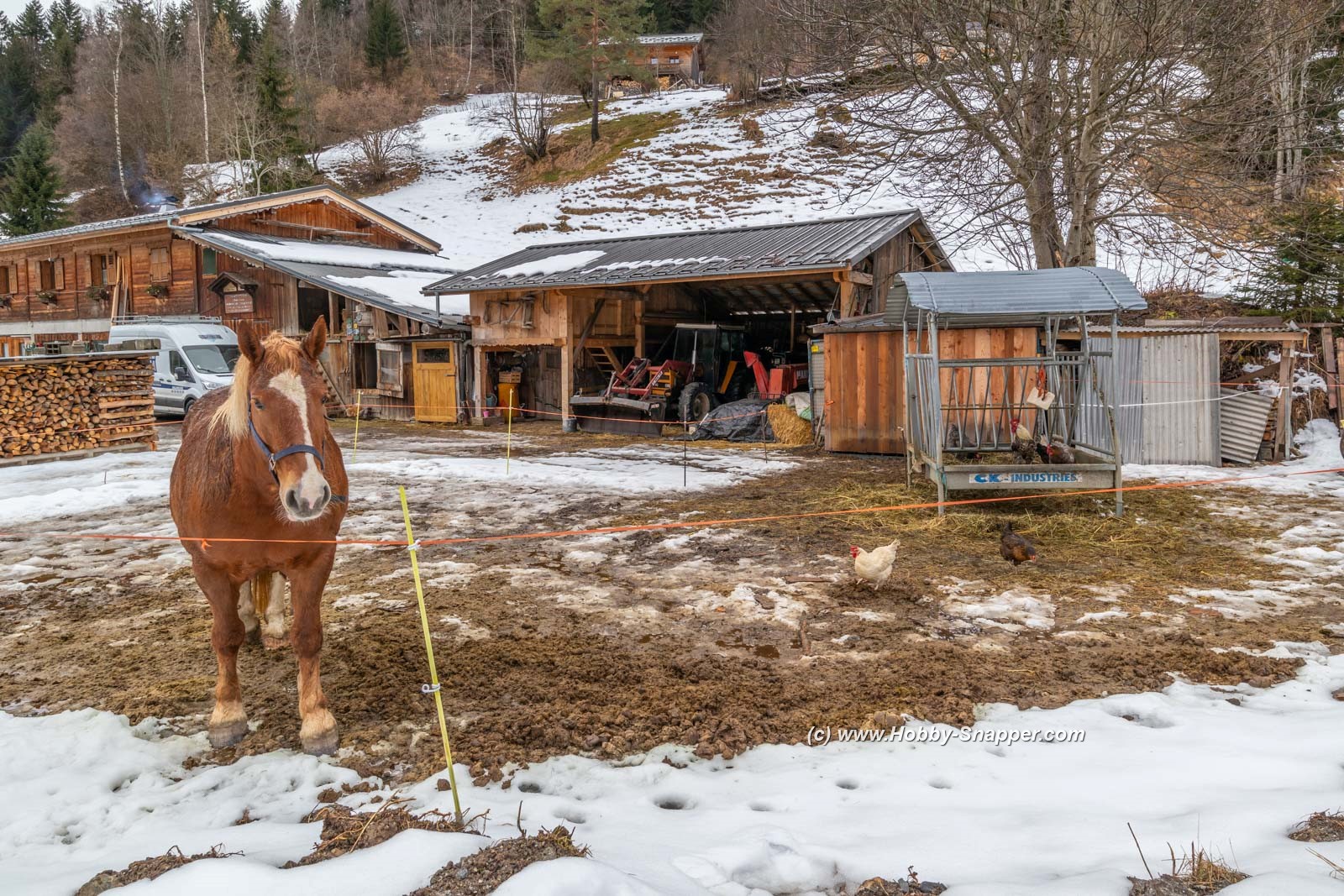 Photo Image Of: A very sad looking horsey