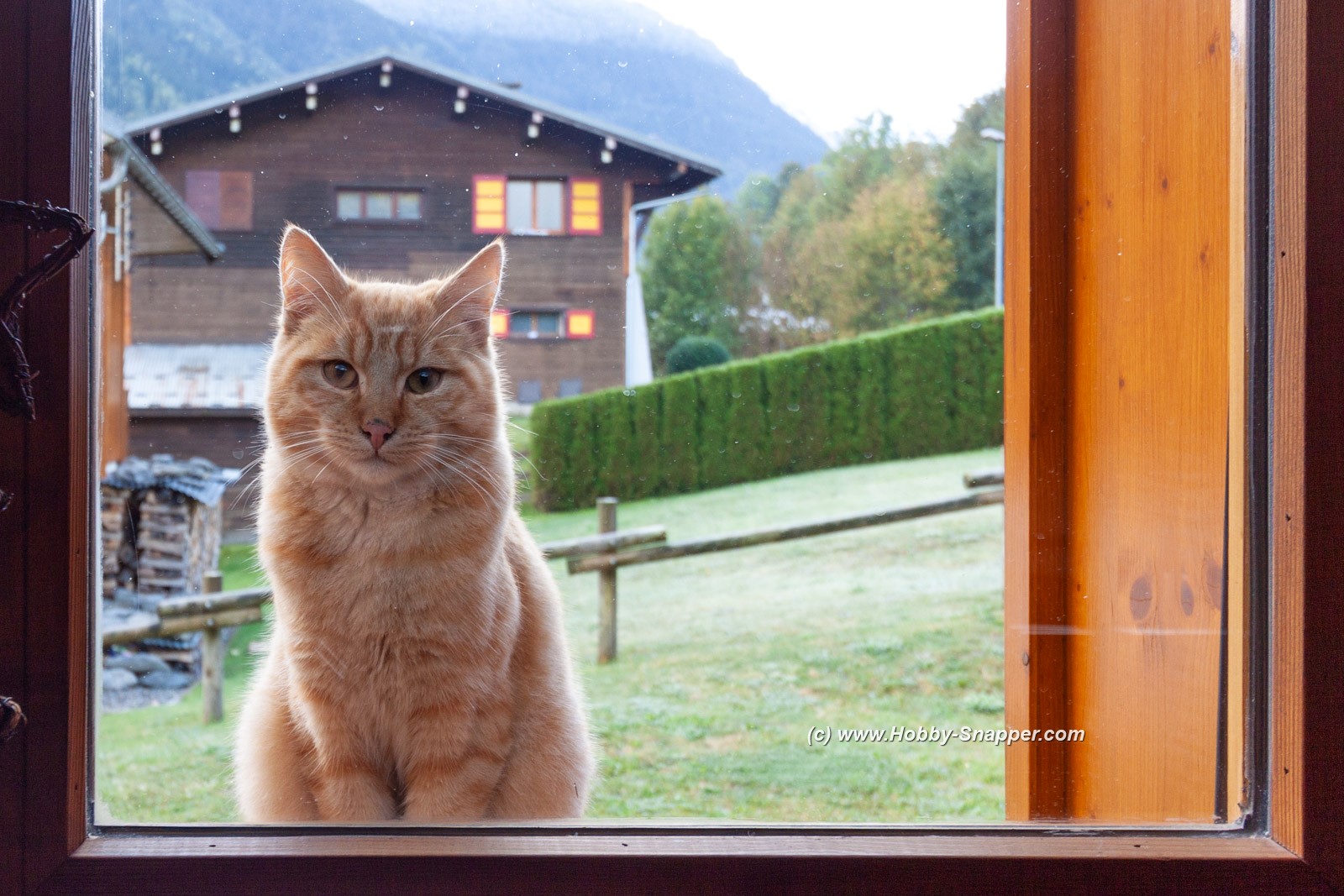 Photo Image Of: A visitor at the window !!