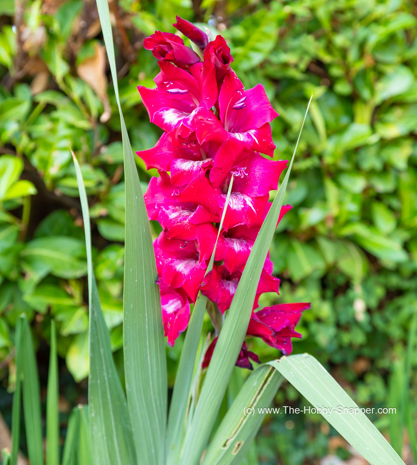 Gladioli in the garden