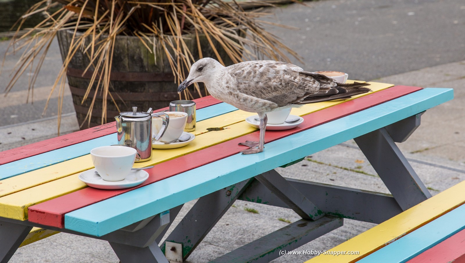 Photo Image Of: Enjoying a cup of coffee