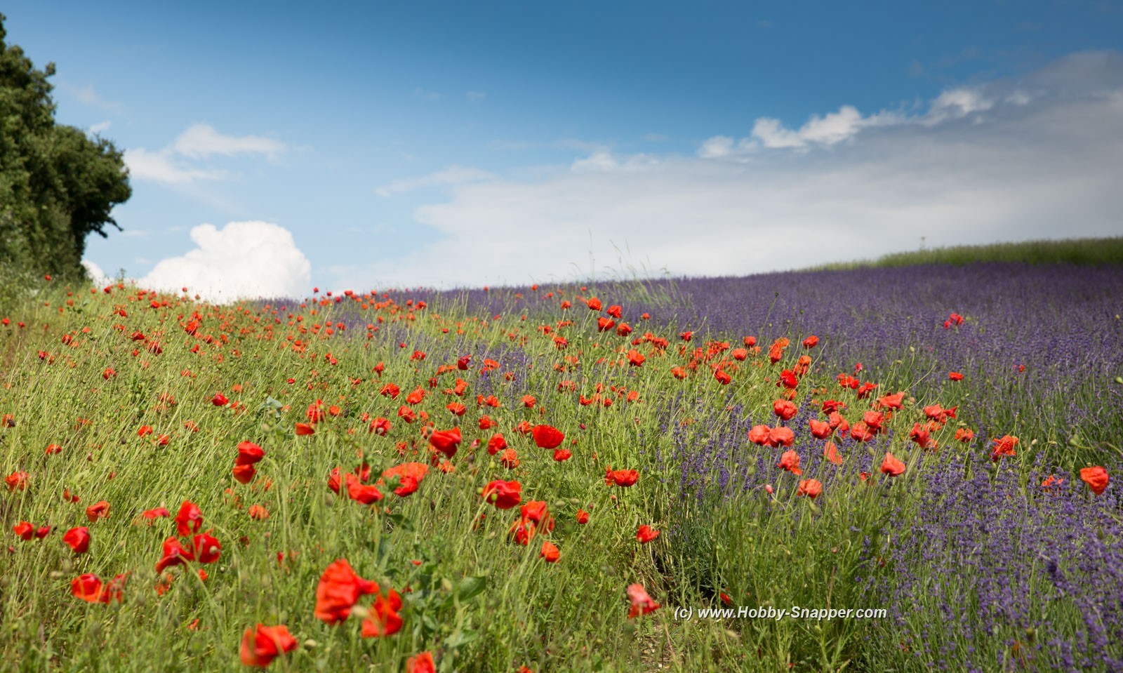 Photo Image Of: The Ickleford Lavender fields