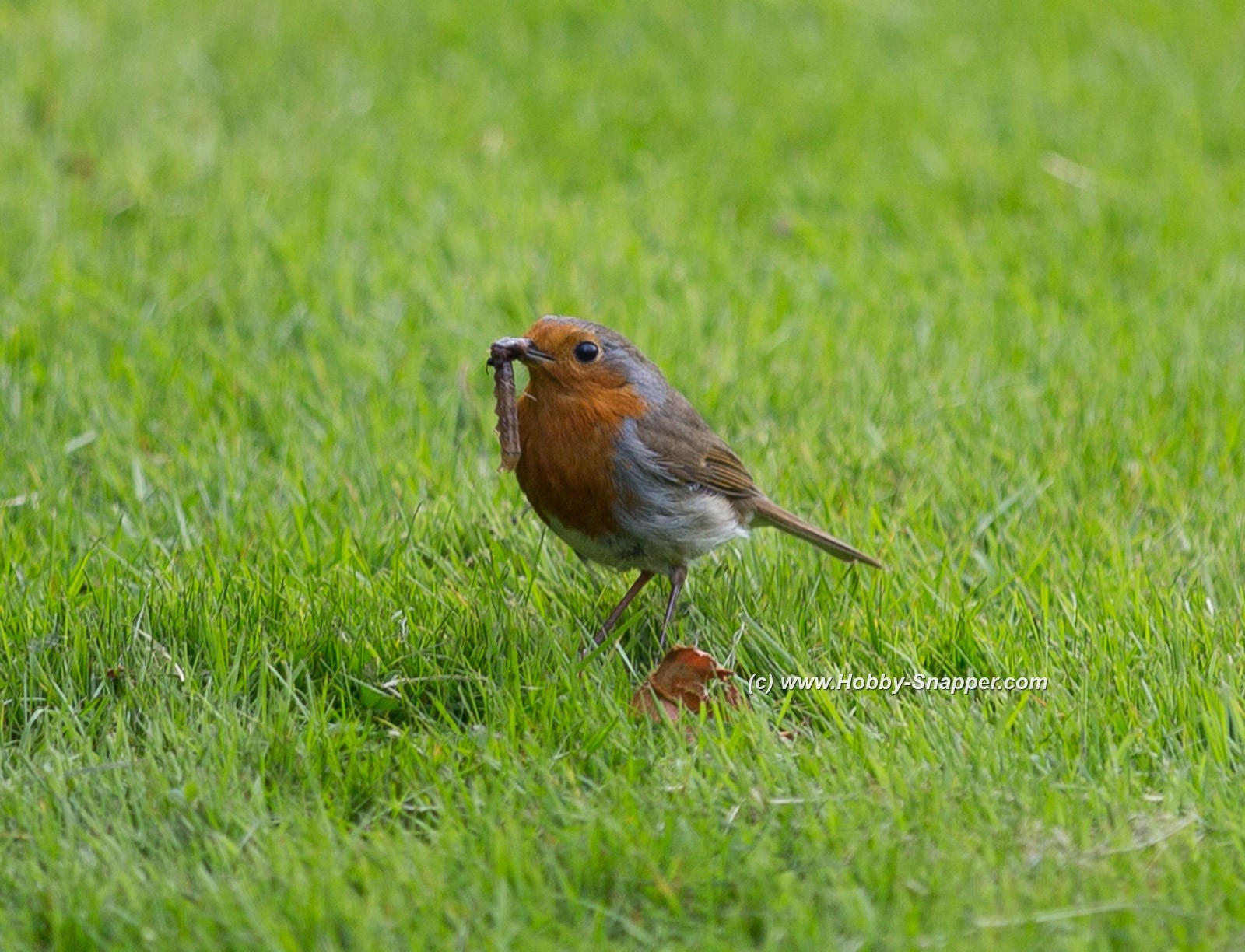 Photo Image Of: Mr Robin