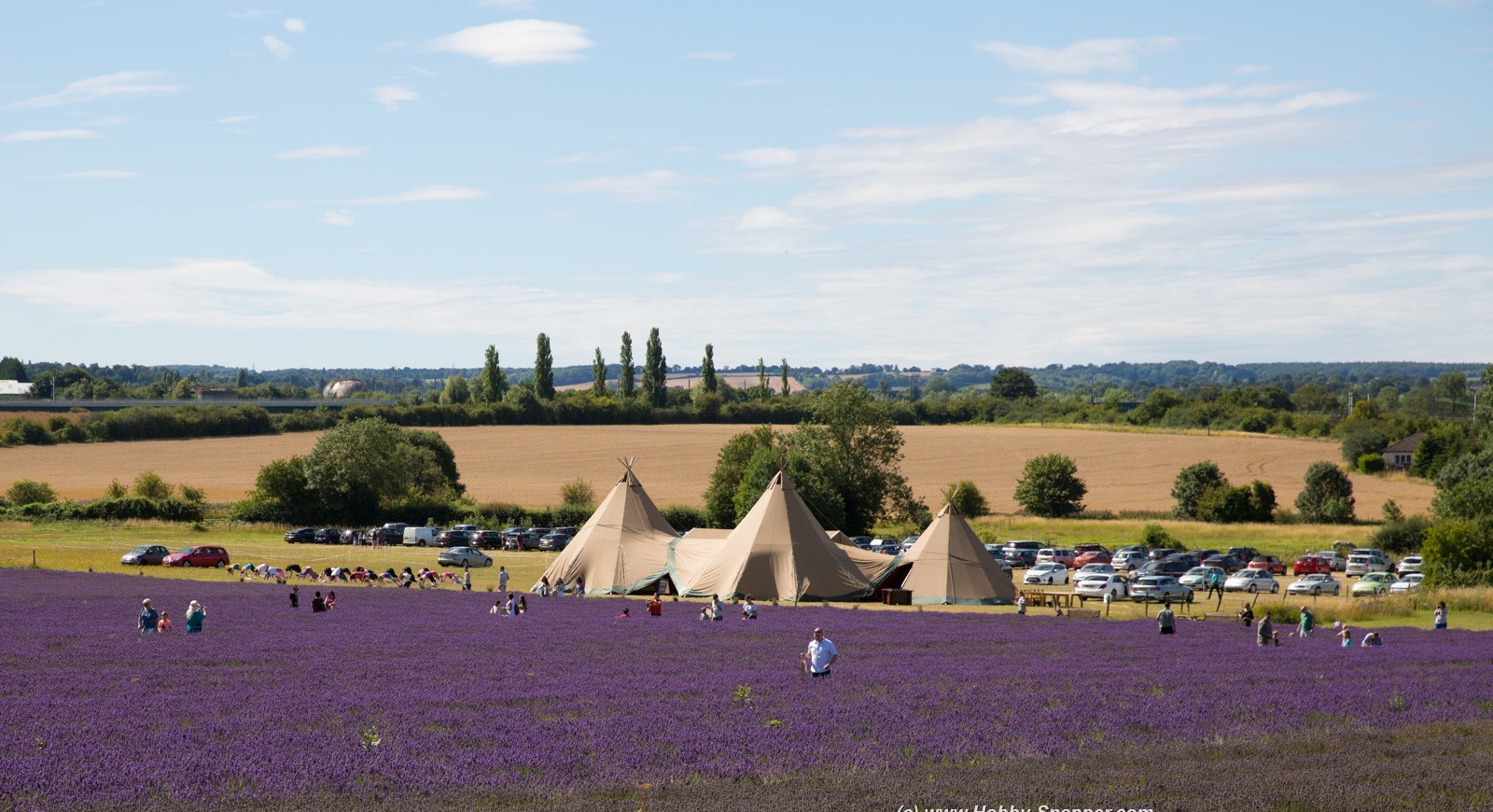 Photo Image Of: The Hitchin Lavender Fields