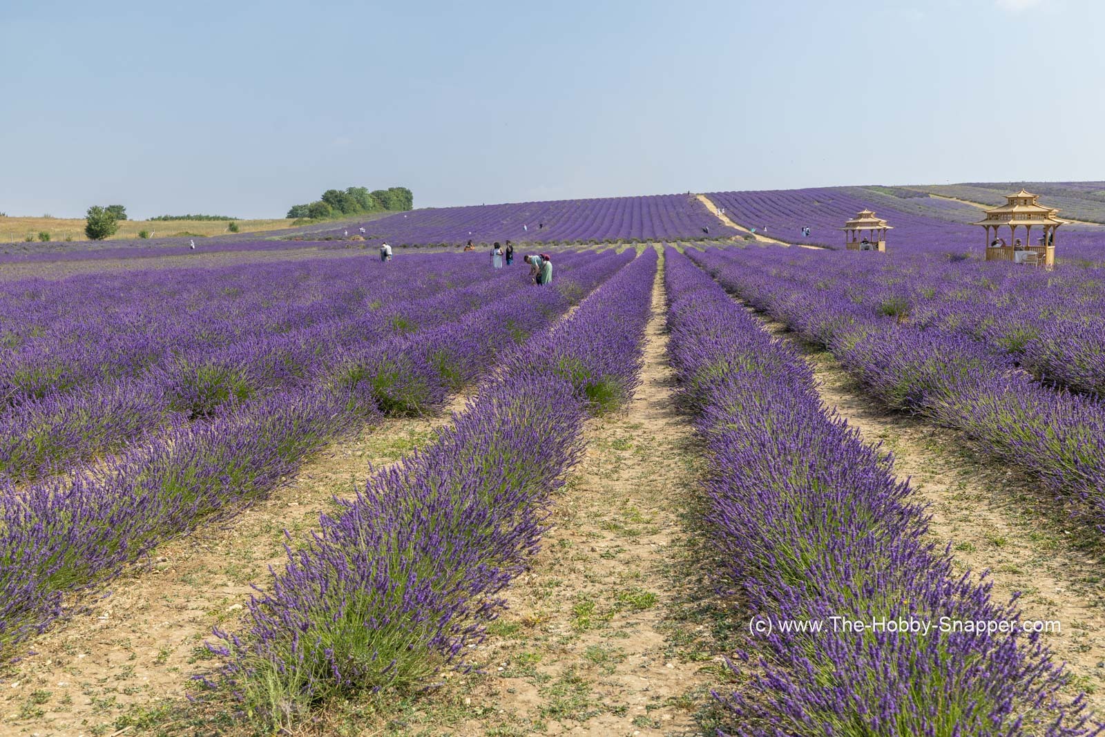 The Lavender Fields