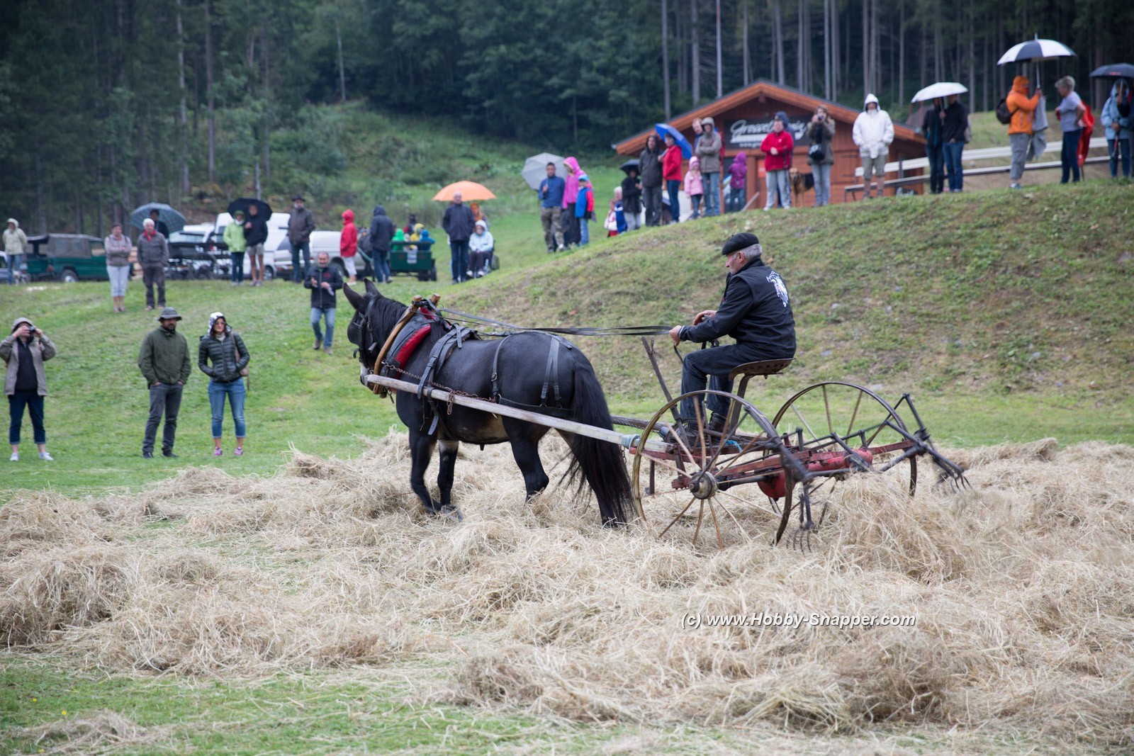 Photo Image Of: At The Donkey Festival