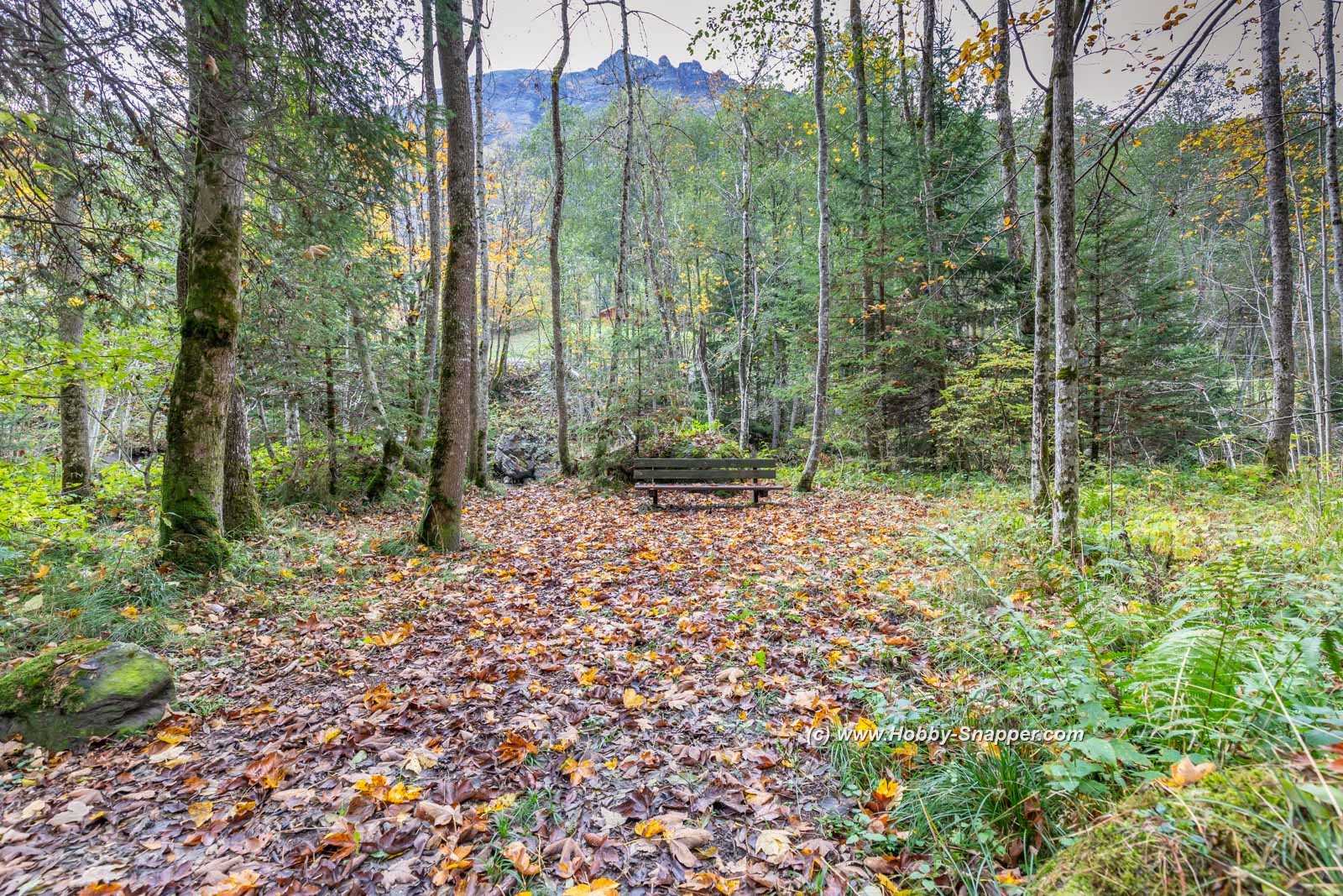 Photo Image Of: Autumn is here