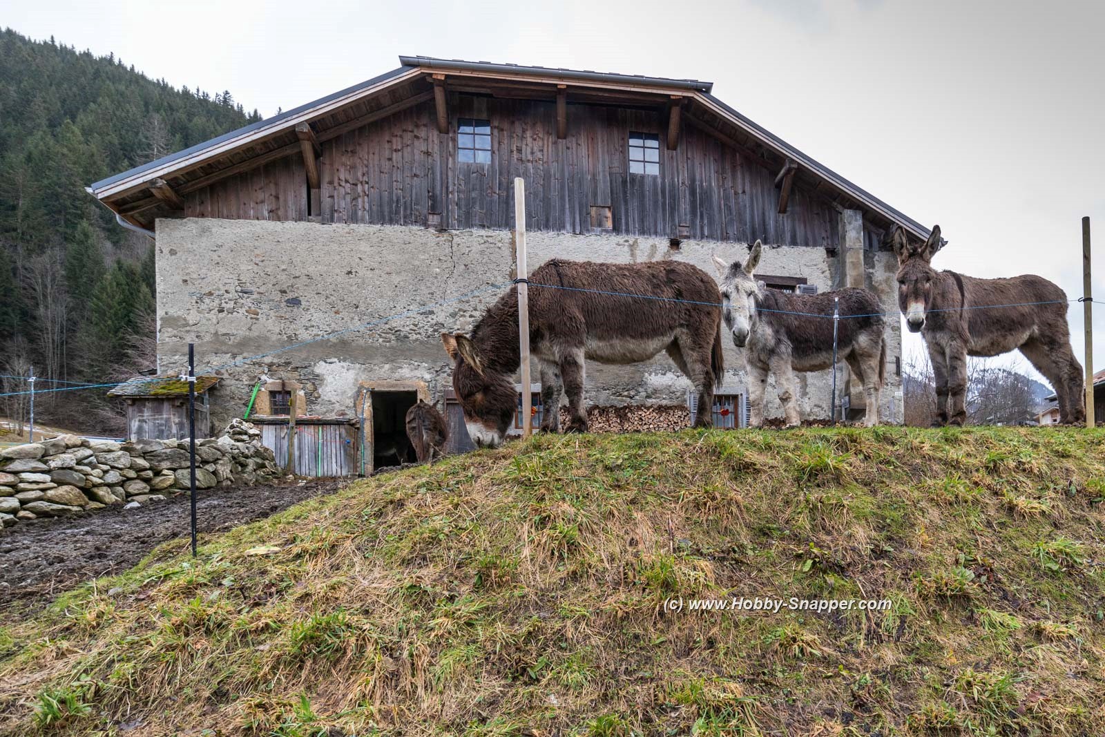 Photo Image Of: Donkeys