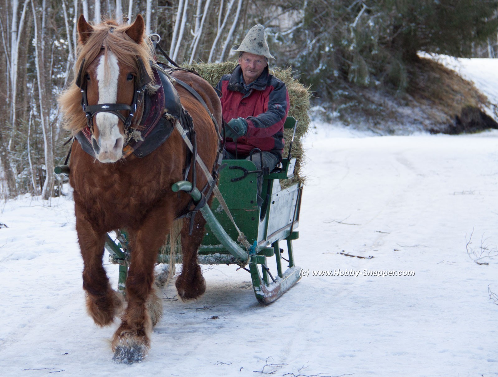 Photo Image Of: Horse drawn sleigh