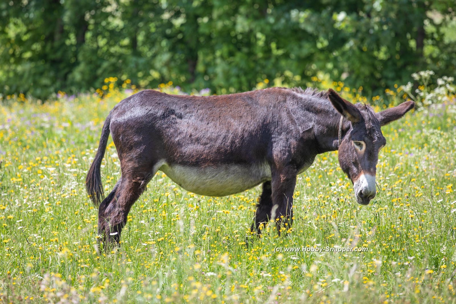Photo Image Of: Mrs Donkey