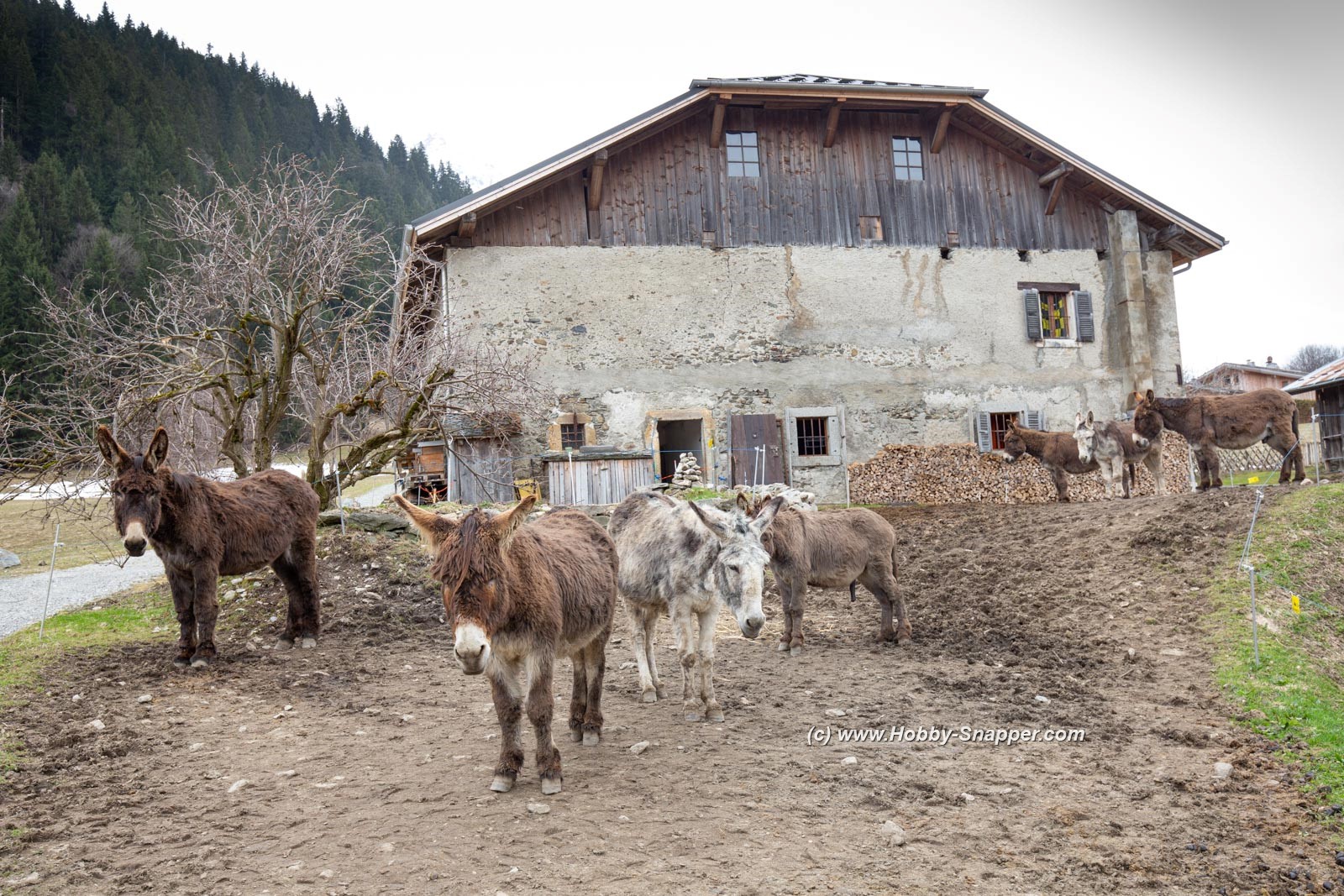 Photo Image Of: The donkey farm