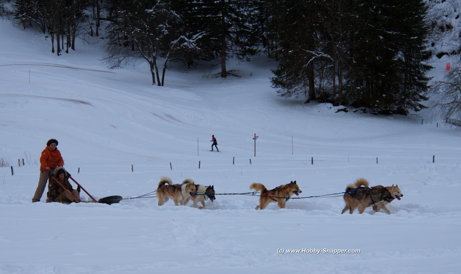 Photo Image Of: Working Huskies