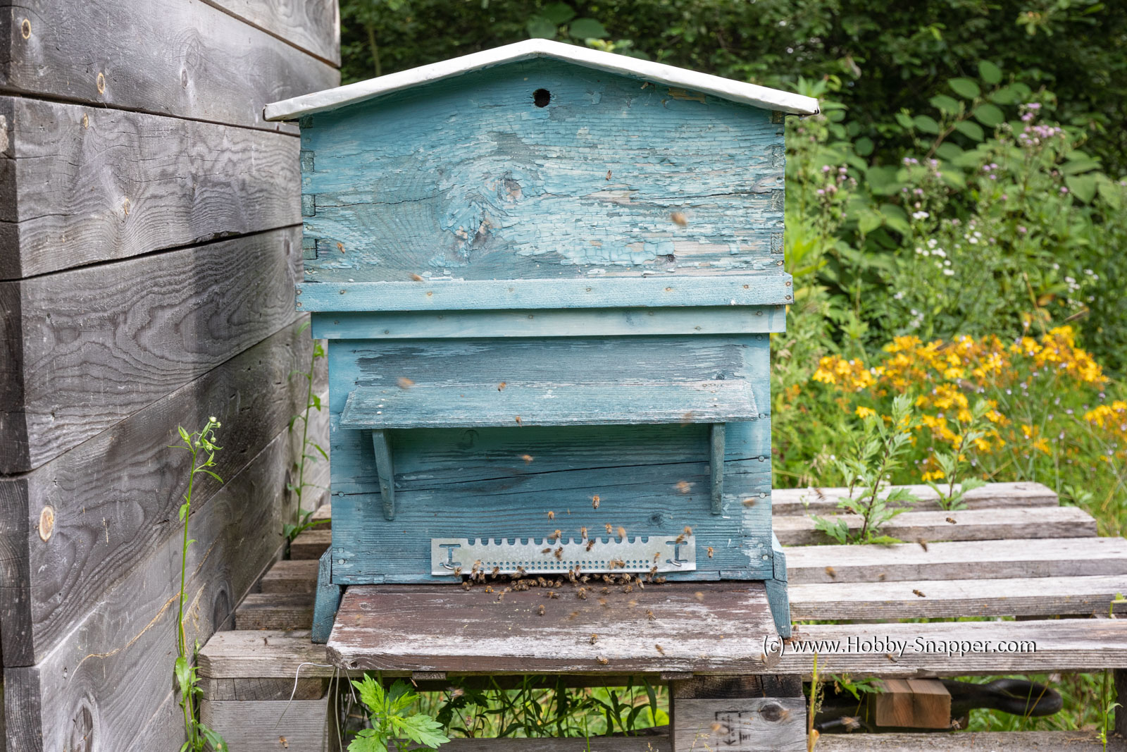 Photo Image Of: Busy Bee hives