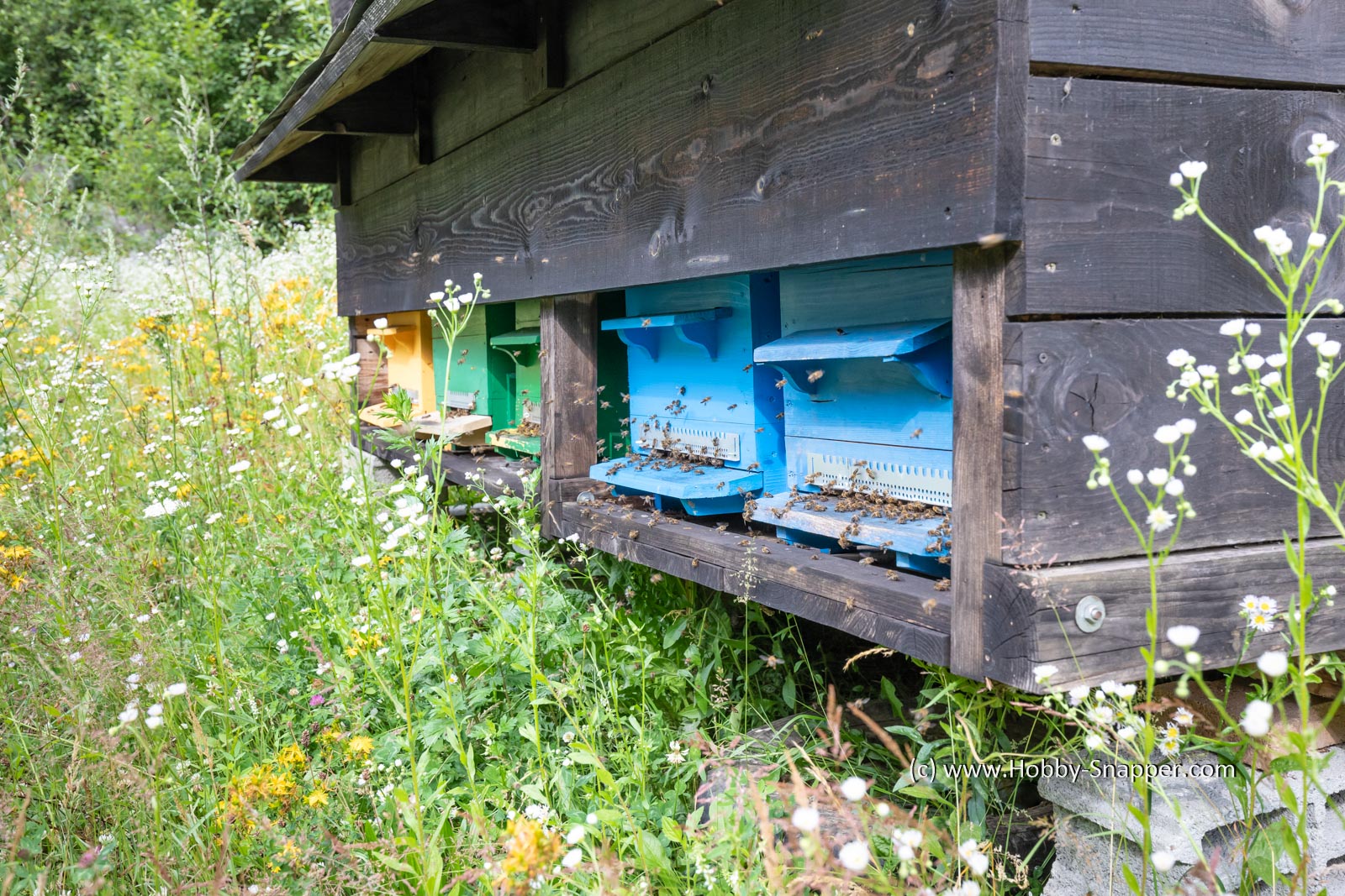 Photo Image Of: Busy Bee hives