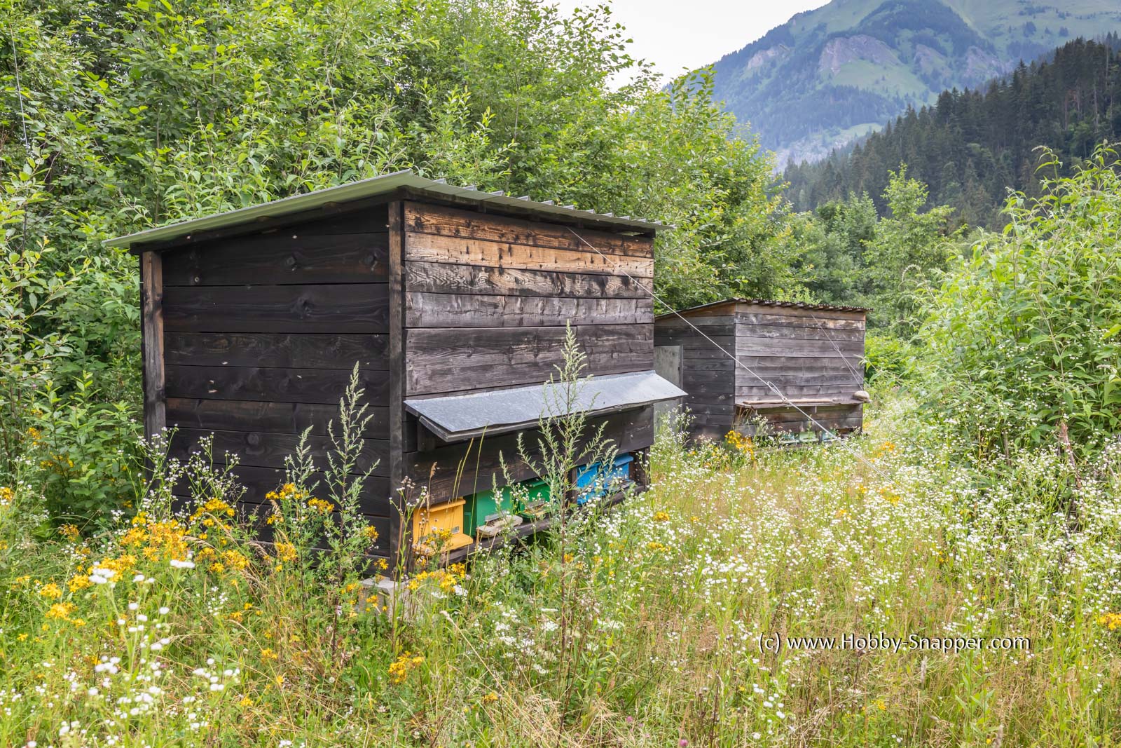 Photo Image Of: Busy Bee hives
