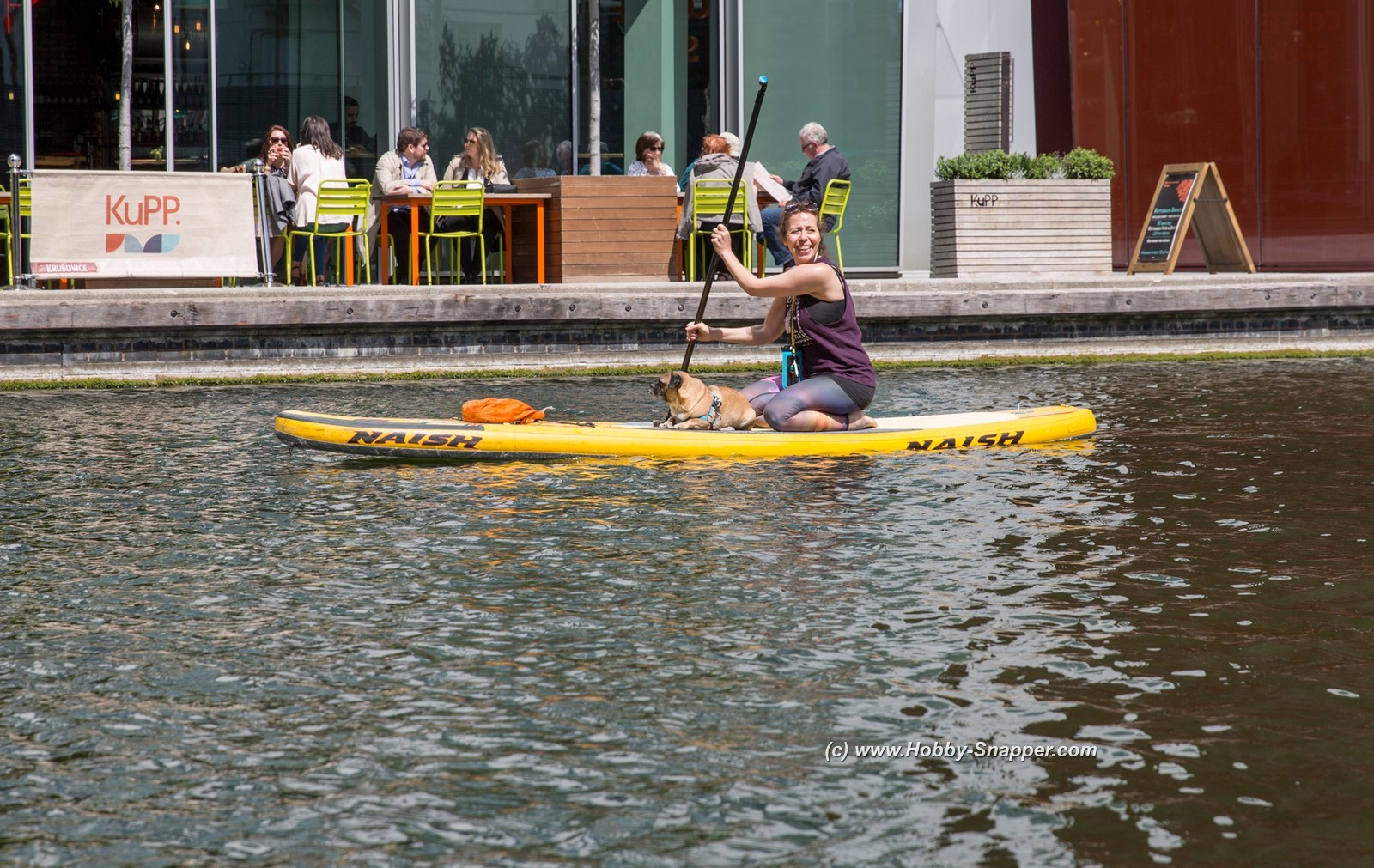 Photo Image Of: A dog paddle boarding !!!