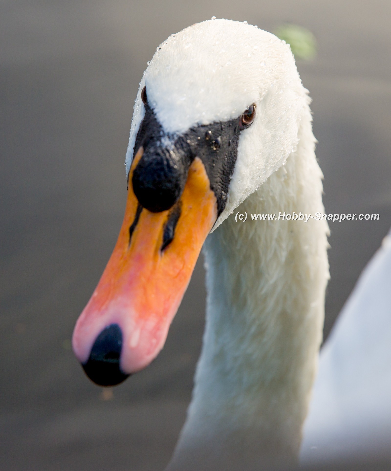 Photo Image Of: Mr Swan