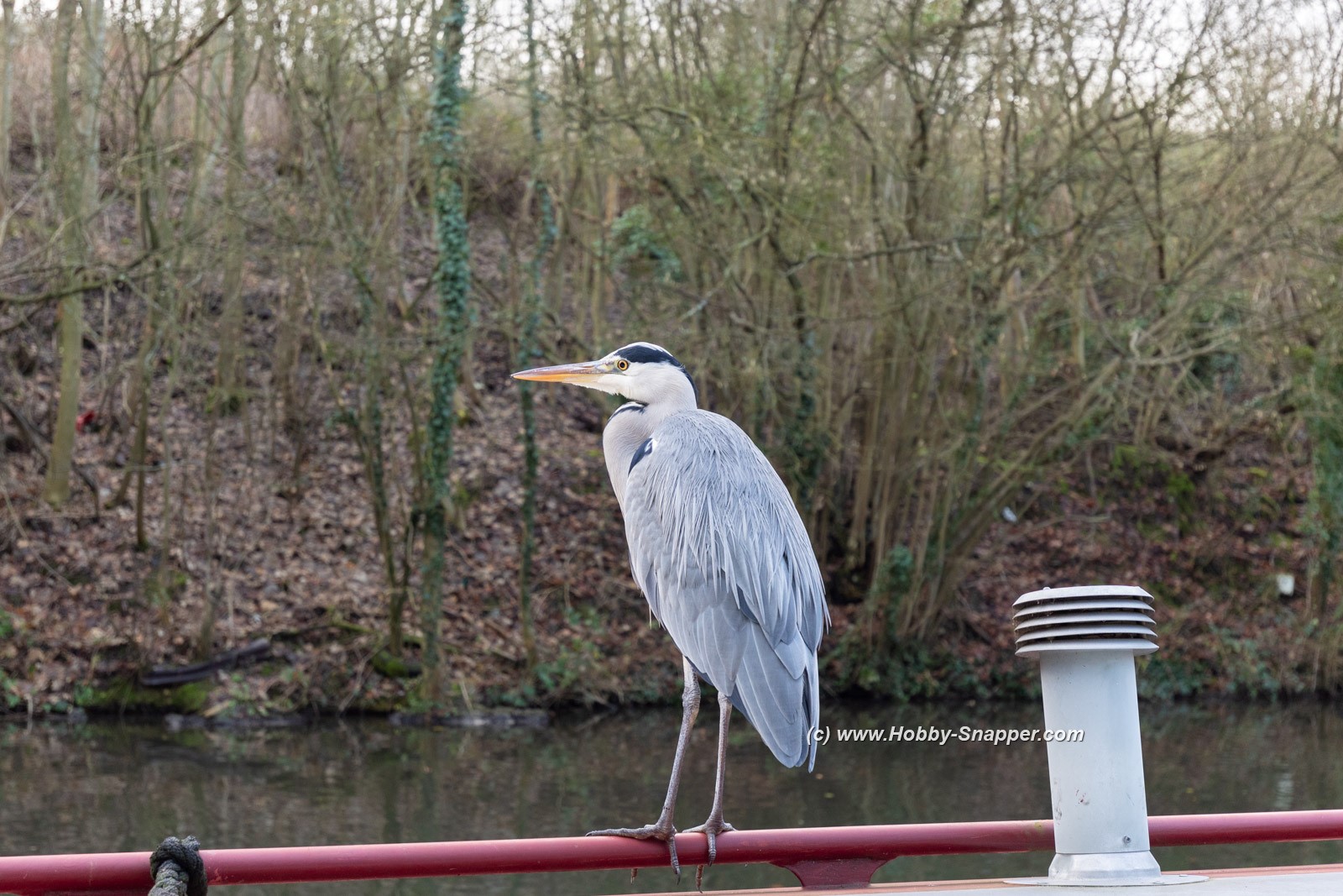 Photo Image Of: Mr Herron